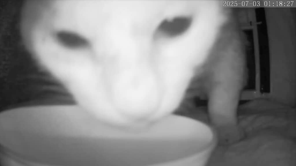 トラップを仕掛けた外猫ハウスに入ってくれました