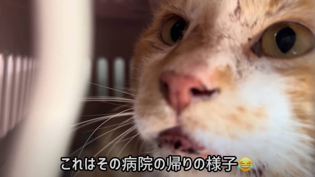 病院帰りのブブちゃん