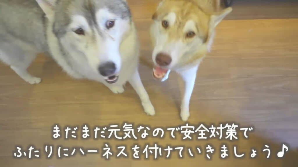 ハーネスを着けてご対面