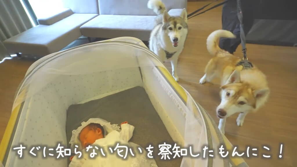 「知らない匂いだ！」