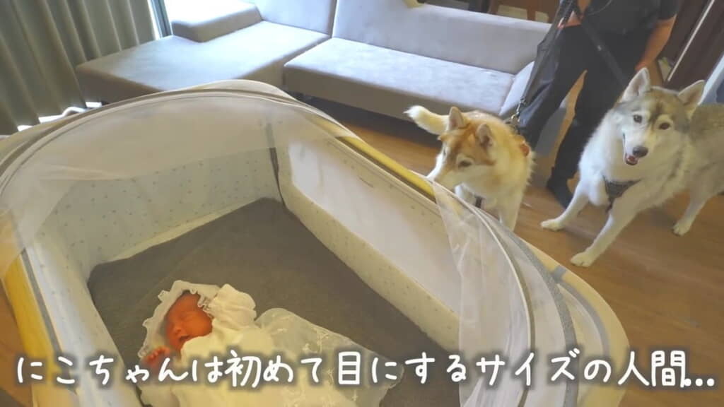 もんちゃんは赤ちゃんだと気付きました