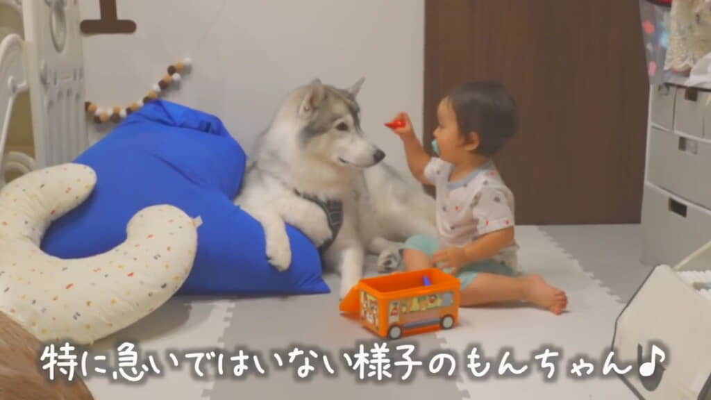 もんちゃんはこの余裕