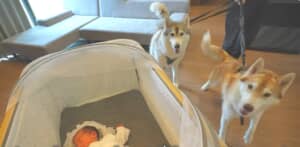 赤ちゃんとハスキー