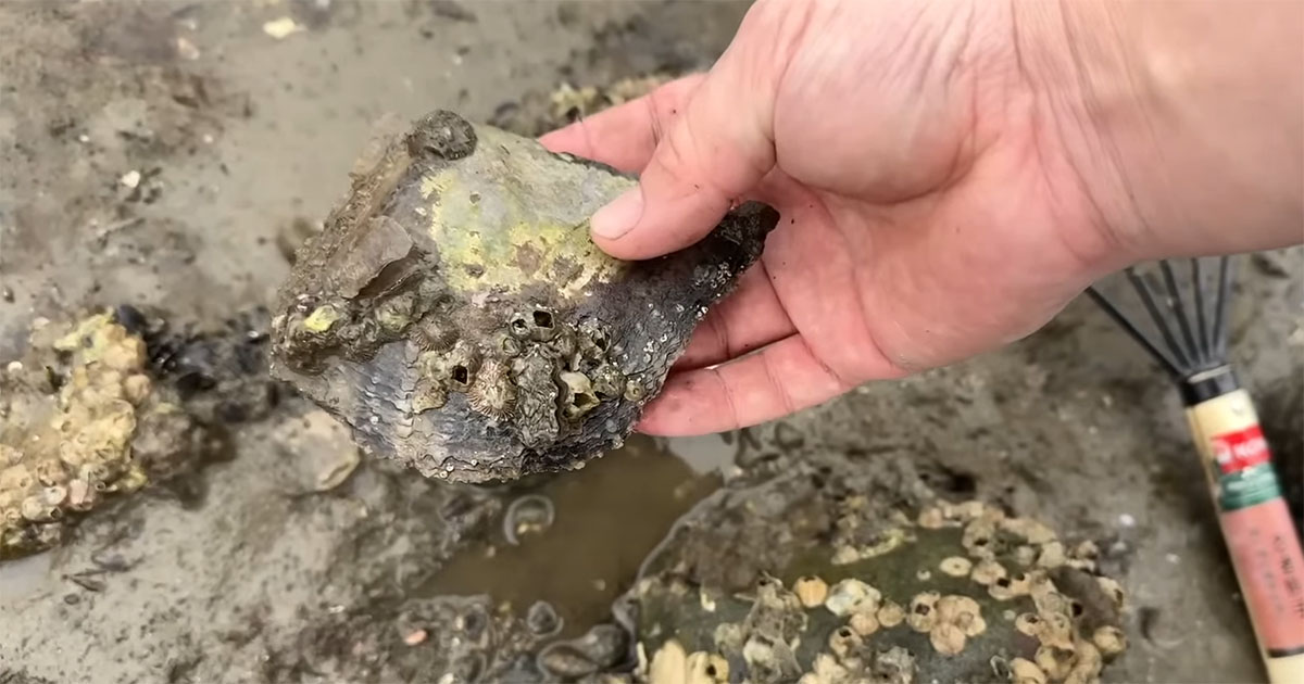 潮干狩りで拾った“妙に立派な貝”→開けてみると……「うわ～！」　まさかの中身に大興奮「ワクワクしちゃいました」（1/3） | その他生き物 ねとらぼ