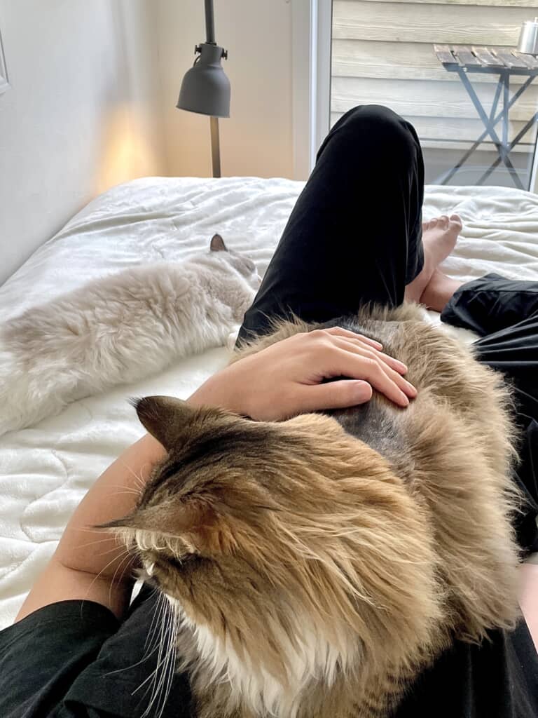 カメラロールのタイトル