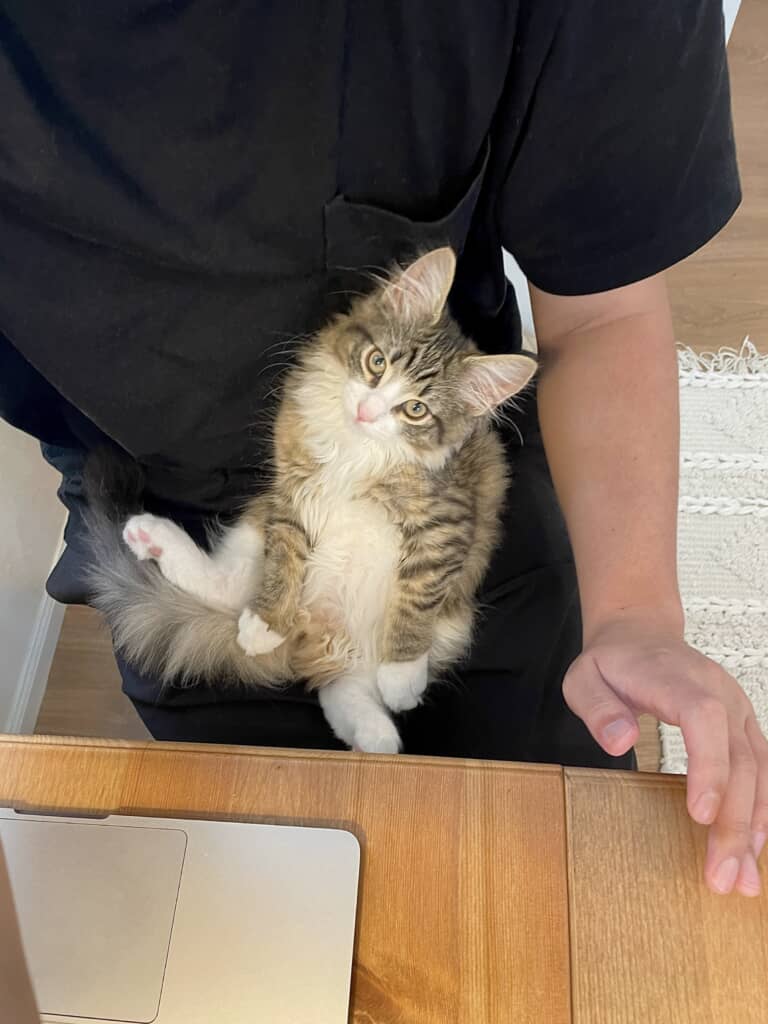 カメラロールのタイトル