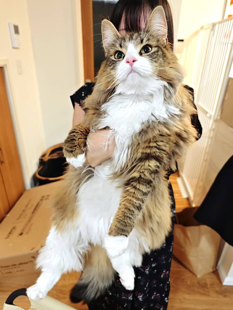 カメラロールのタイトル