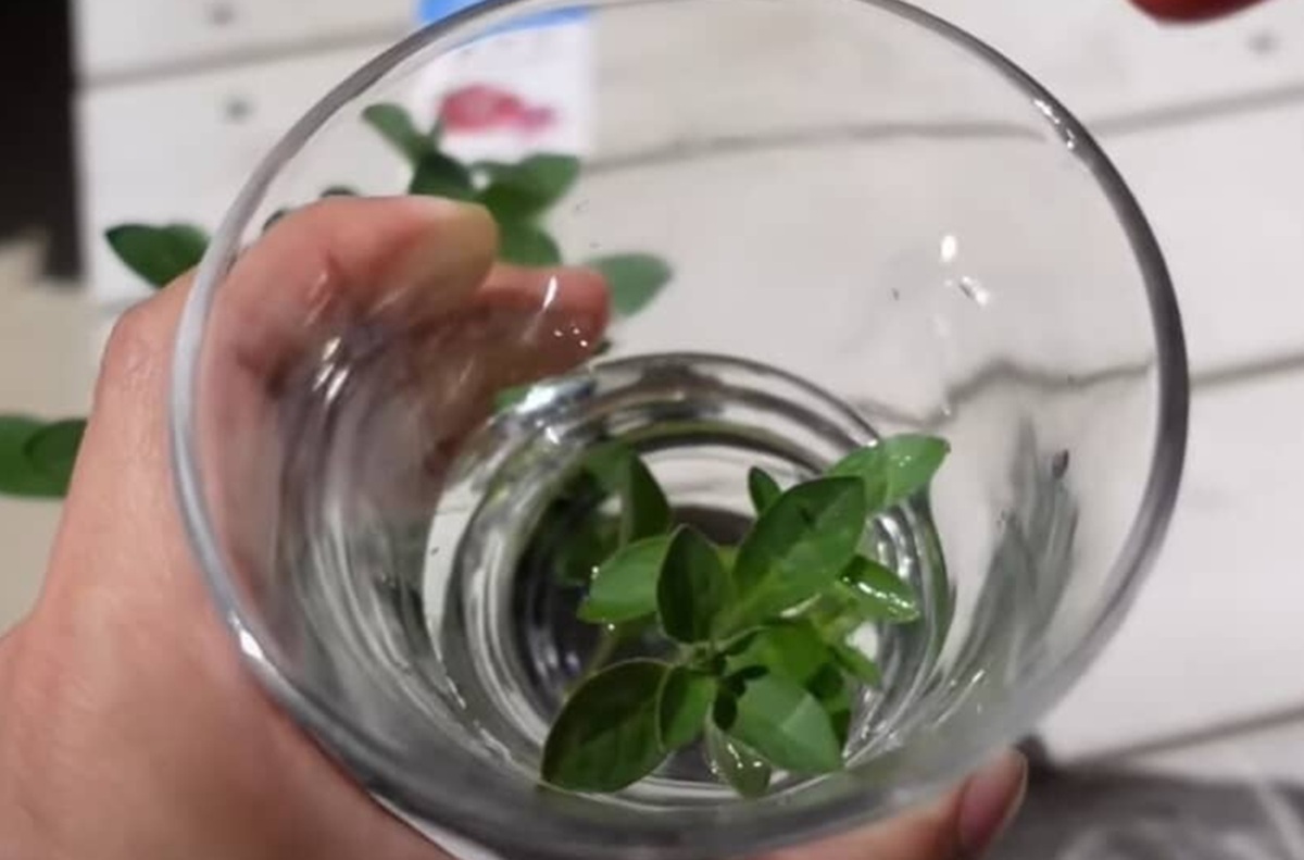 食用ほおずき　挿し穂　挿し木　挿し枝　根なし　ネコポス箱 もう挿し木に失敗しない！ 必ず成功する挿し木方法に「このやり方は