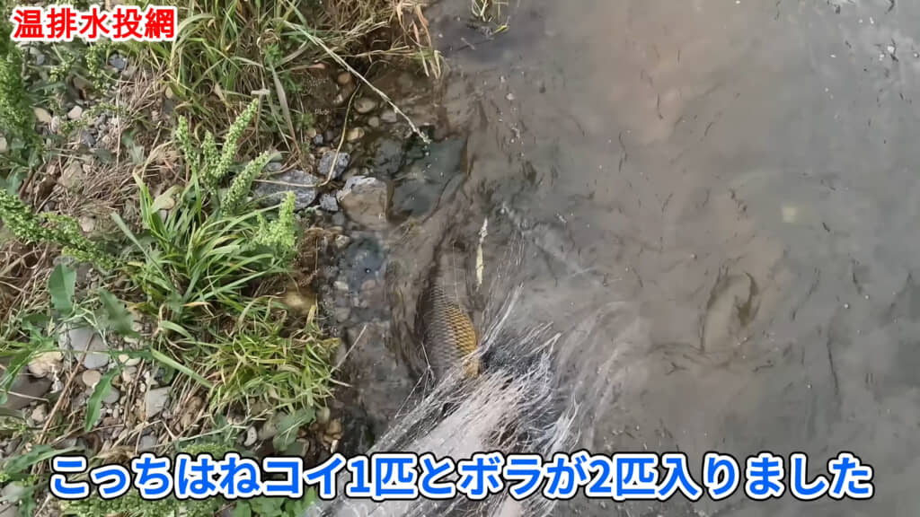 まずはコイとボラが入りました