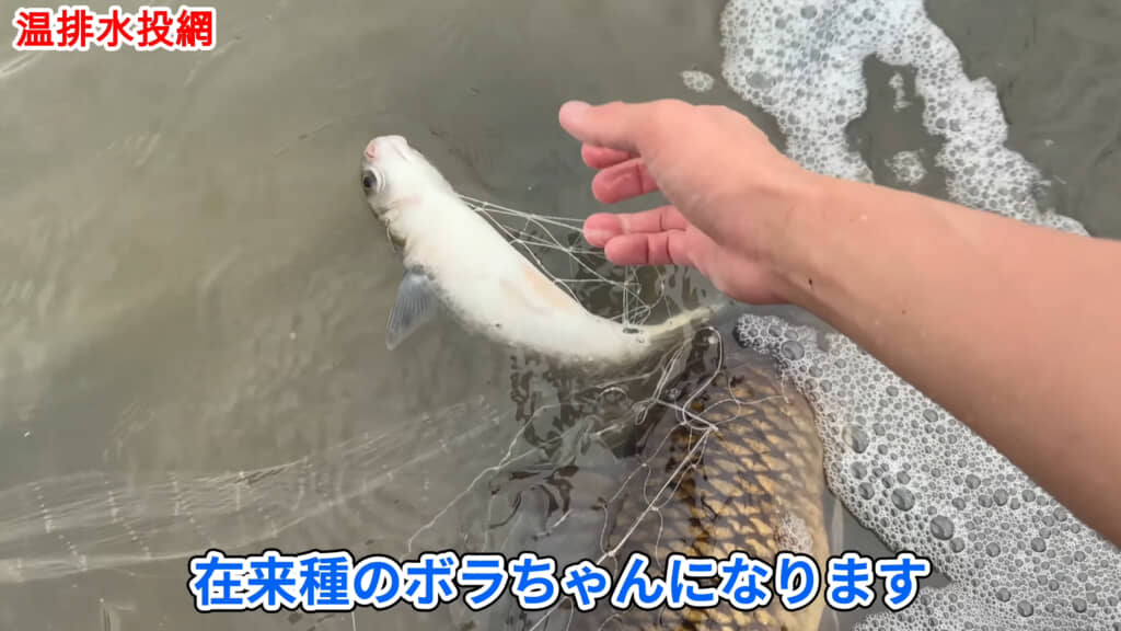 こちらは在来種のボラです