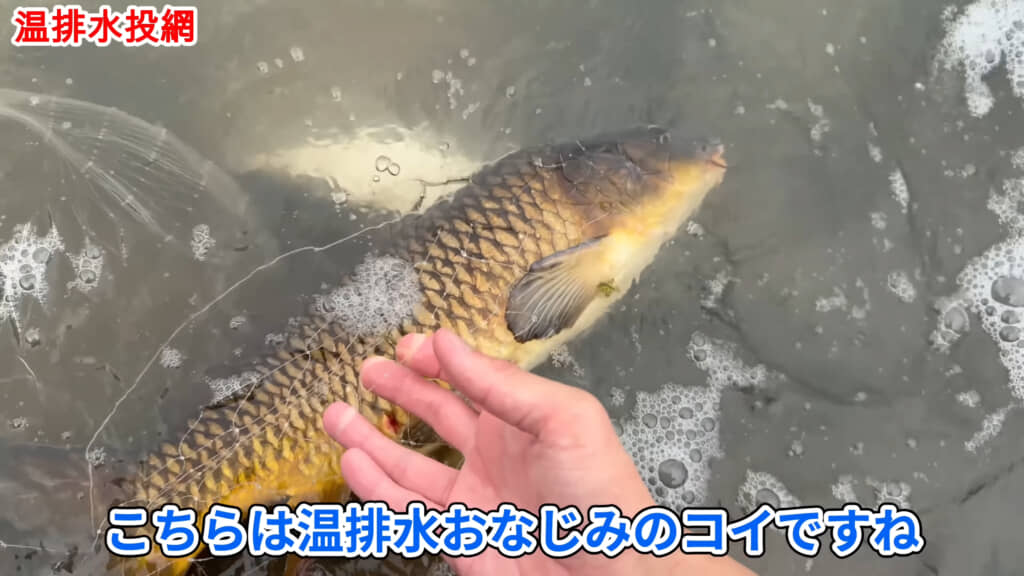 ビュッフェでごちそうを食べまくったコイ