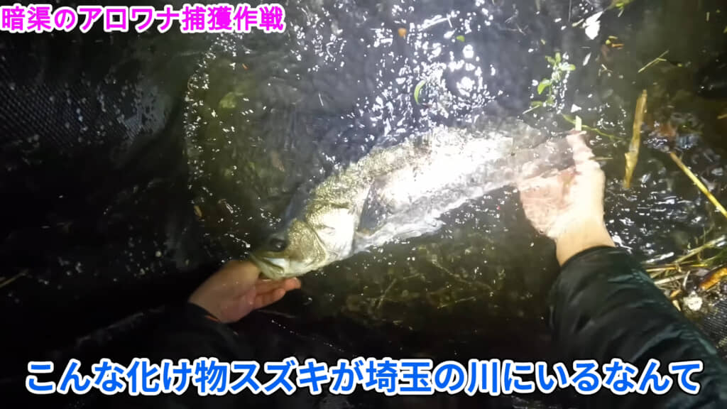用水路にこんな大きなスズキがいるんだなんて……！