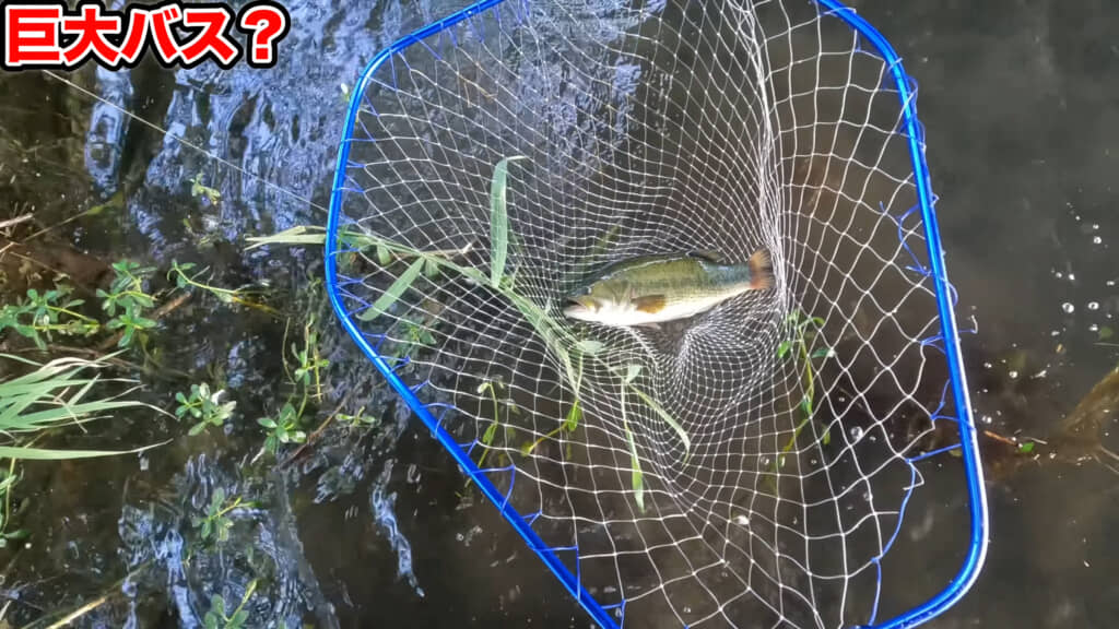 バスも捕獲できました！