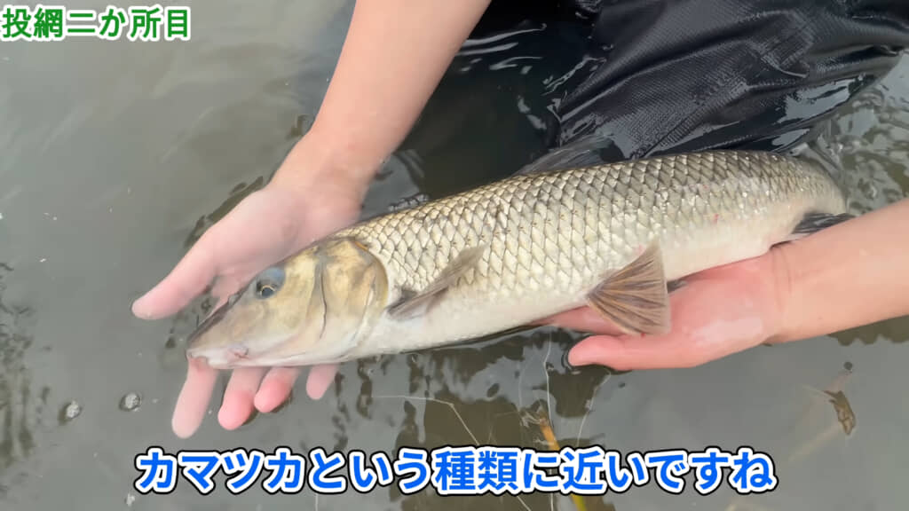 コイはコイでもカマツカに近いという「ニゴイ」