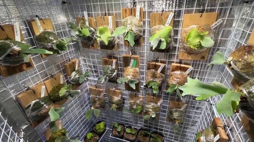 グロウボックス内に配置した観葉植物「ビカクシダ」