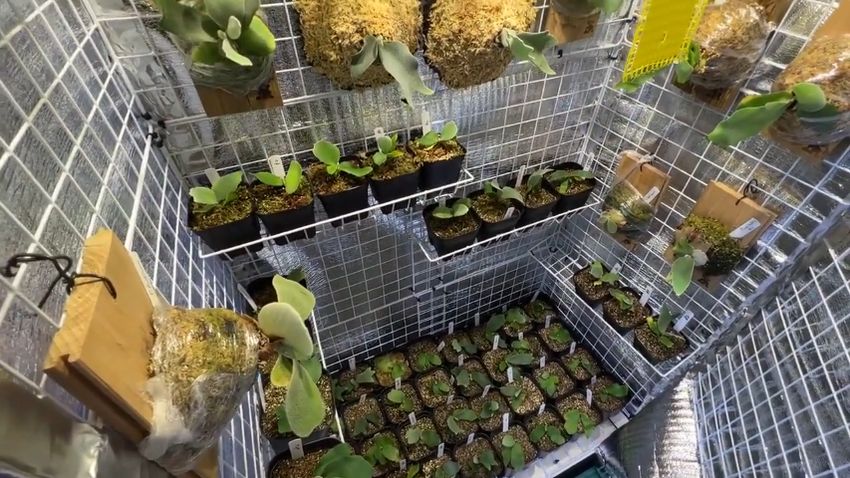 ボックス内に移してから2週間後のビカクシダ