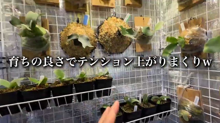 ボックス内でよく育ったビカクシダに大喜びする投稿者