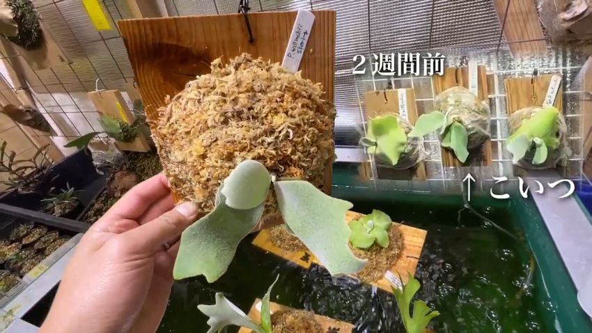 大きく育ったので張り付ける板を更新したビカクシダ