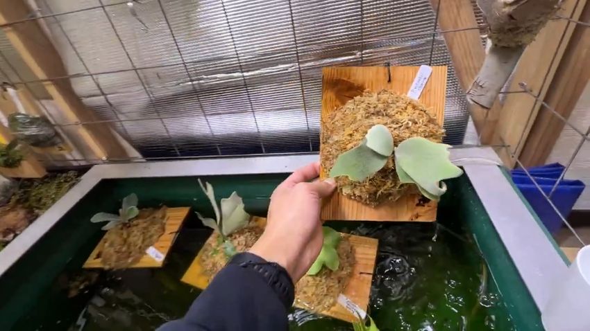 グロウボックス内では狭いため外に出したビカクシダ