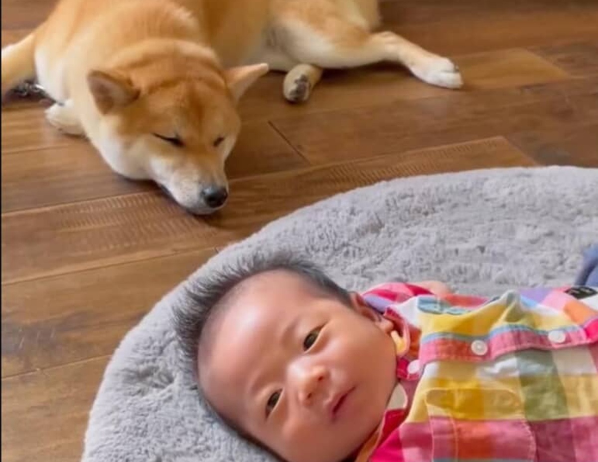 生まれたばかりの息子に寄り添う柴犬、3年がたち……「これは泣いてまうやつ」　136万再生のビフォーアフターに感動「完全に家族」　　（1/3） | 犬 ねとらぼ