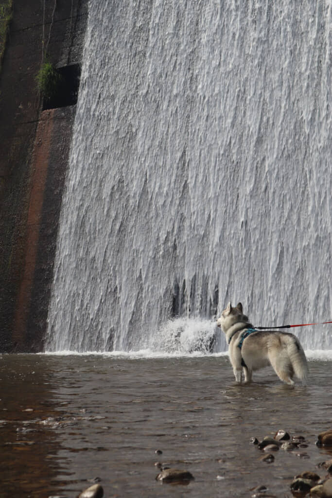 「ブーーーーーッ」