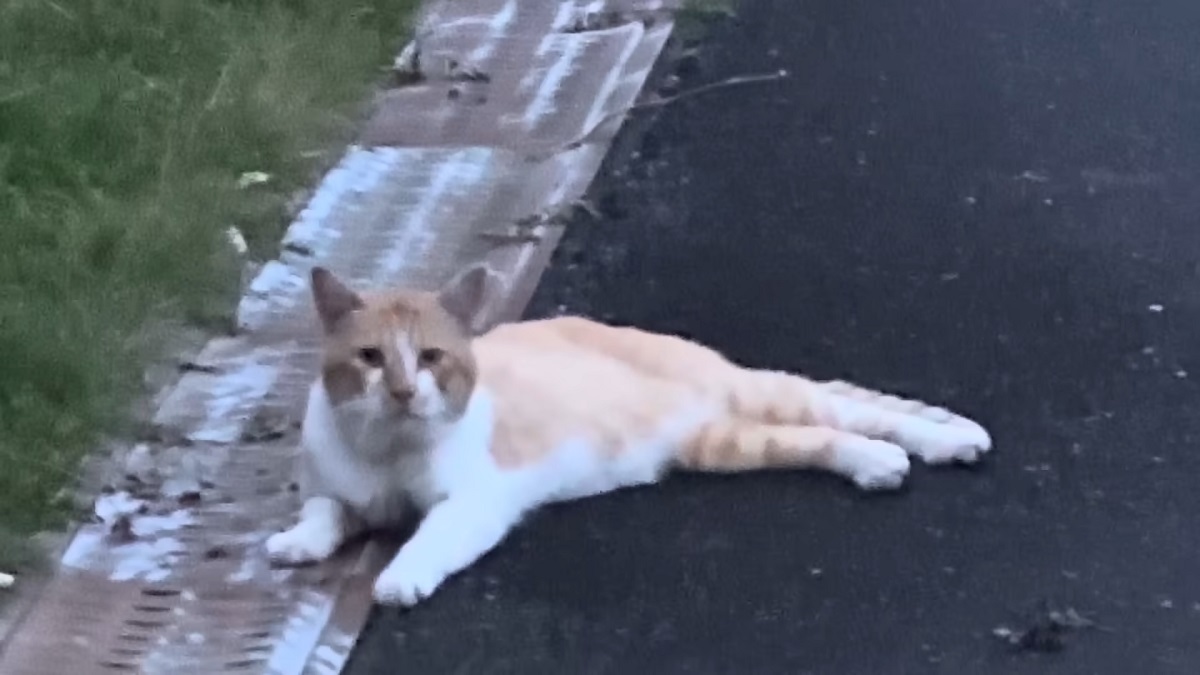 愛猫の3回忌の日に“そっくりな野良猫”が現れ……　涙が止まらない衝撃の展開に「ま、まさか」「あまりの感動で涙腺崩壊」（1/3） | 猫 ねとらぼ