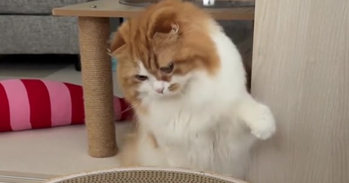 新入り猫がお気に入りの場所を独占→先輩猫が洗礼の猫パンチを浴びせると……「『ぽみゅ』って感じ」　“まさかの光景”が410万再生（1/3） | 猫 ねとらぼ