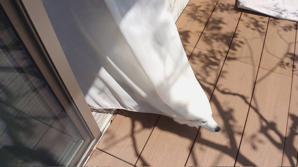 もうすぐワンコになりそうなカーテンだ！