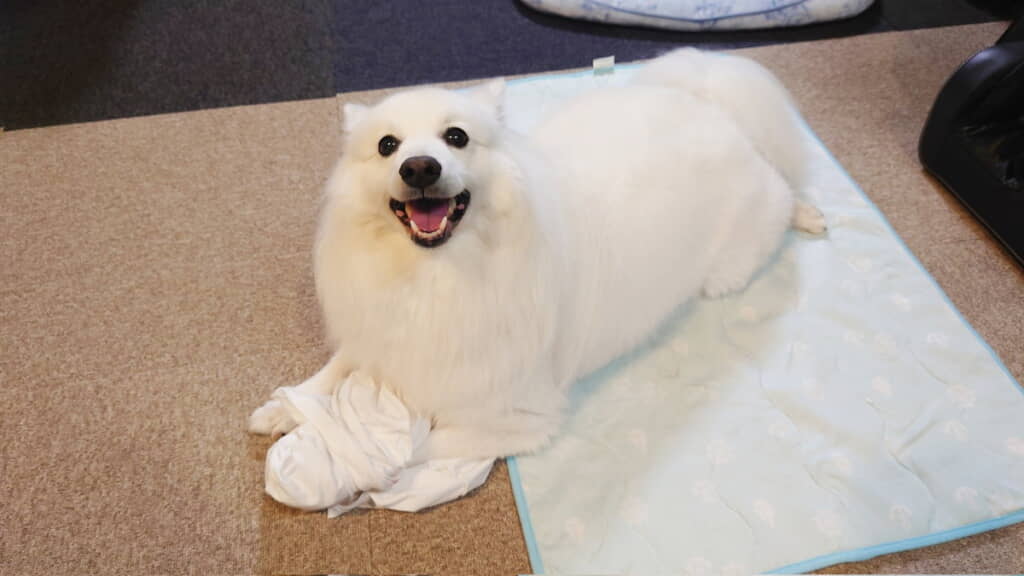 構われ待ちの楽くん