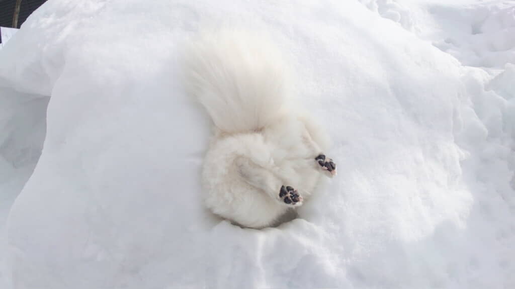 雪の中にずぼー！