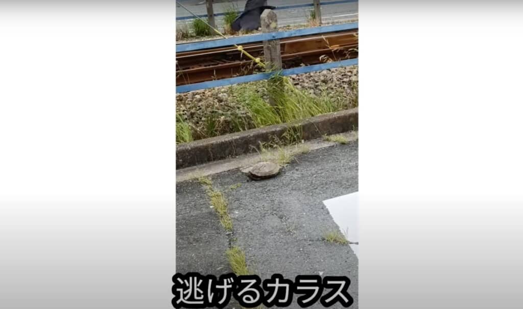 カメがカラスに襲われていました