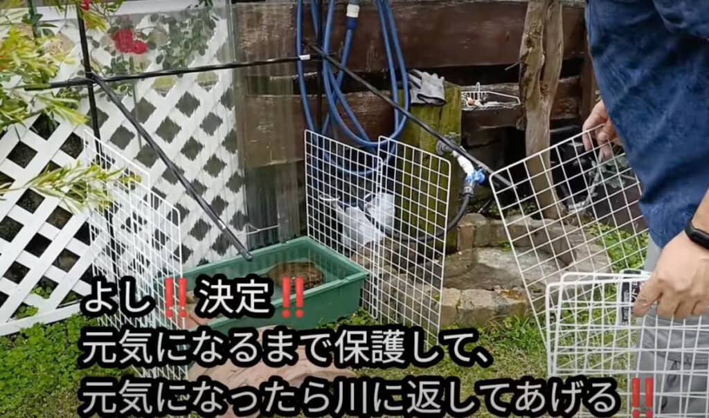 カメが元気になるまで保護することに
