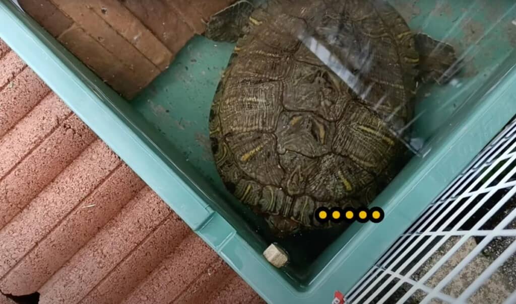 カメは元気がなくごはんも食べません