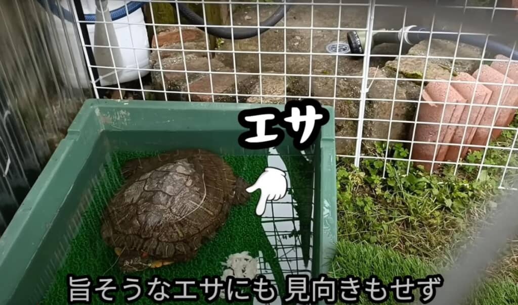 それでも元気が戻らないカメ