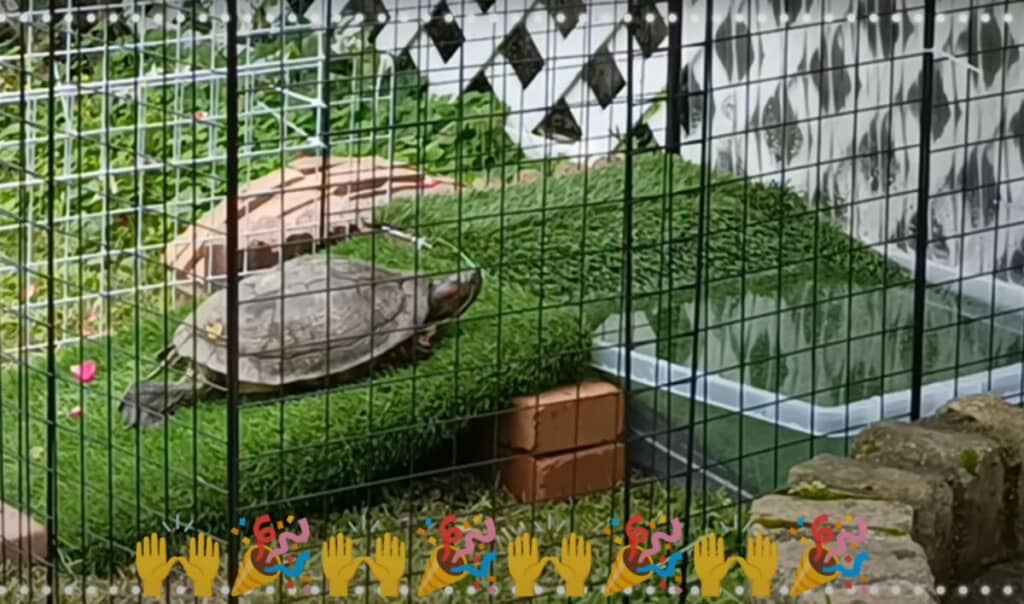 5日後、後ろ足を使って歩いています