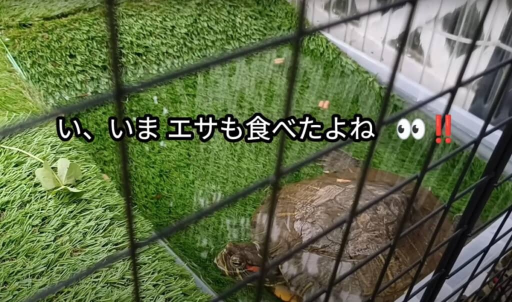 ごはんも食べてくれました