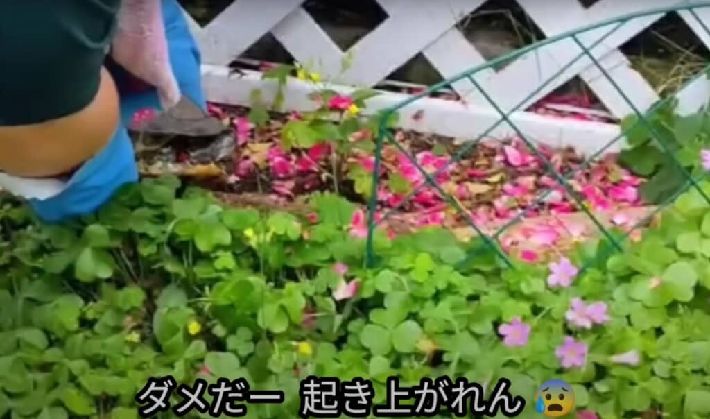 自力で起き上がれないカメを見てあることを決心