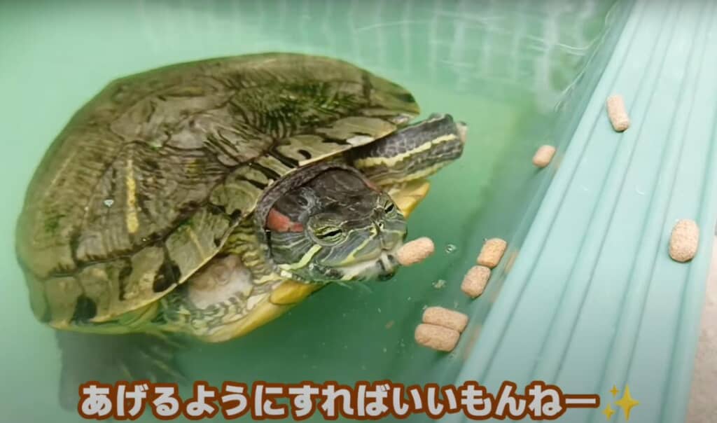 食いしん坊なモンちゃん