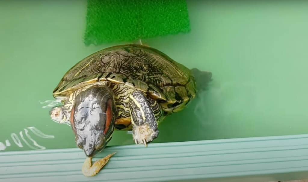 おかわりを要求するほど元気になりました