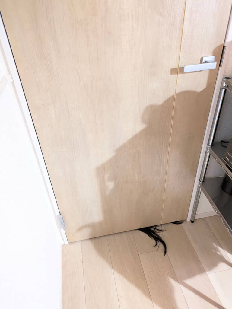 分かりやすいよう照明を付けて撮ってもこの威力。実際は薄明かりだったそうで……