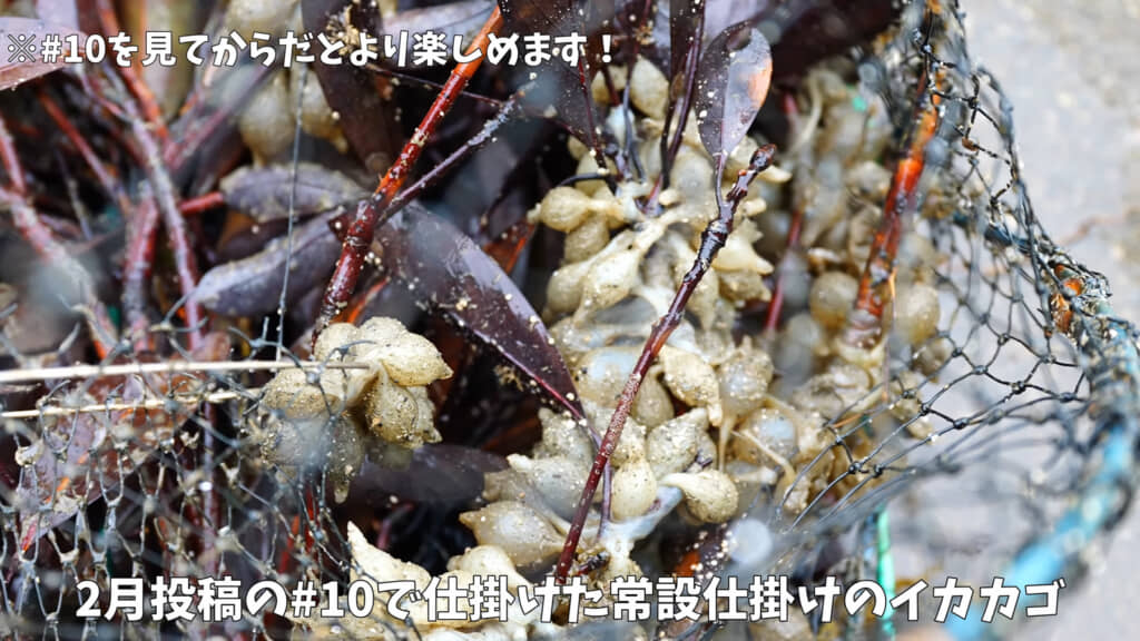 イカカゴにイカのものと思われる卵が