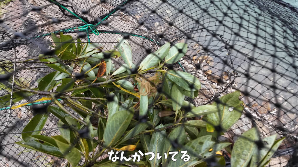 にょろにょろした謎の物体が