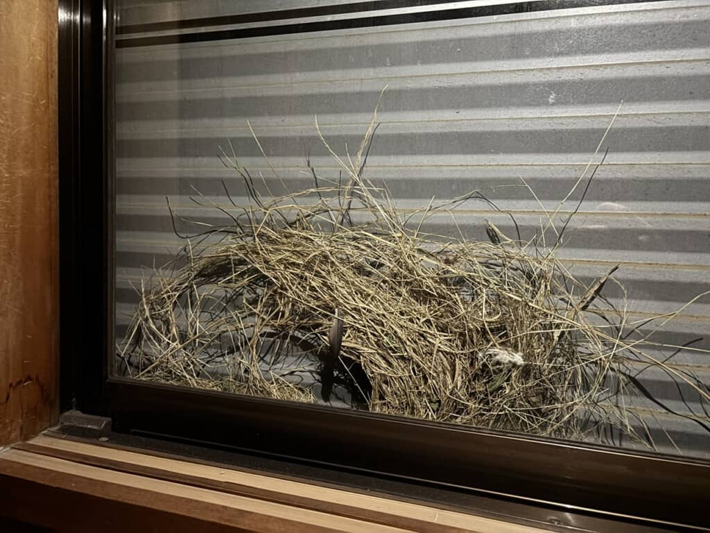 窓の向こうに枯れ草のかたまりが……！