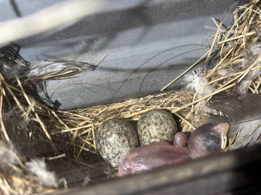 スズメの巣になっていました