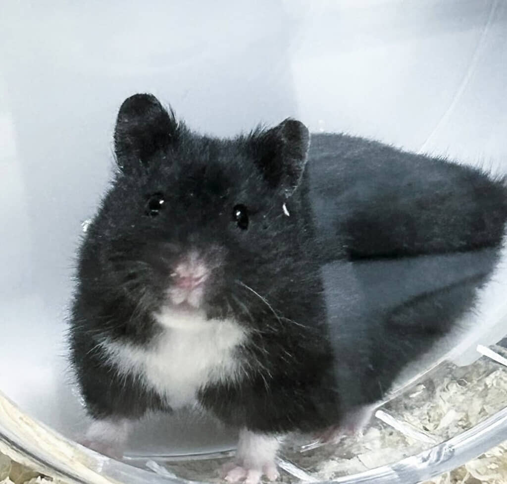 ハムスターのガブリエル