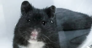 ハムスターのガブリエル