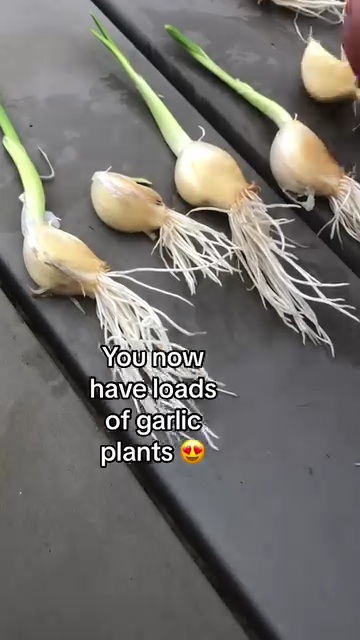 根と芽が出たニンニク