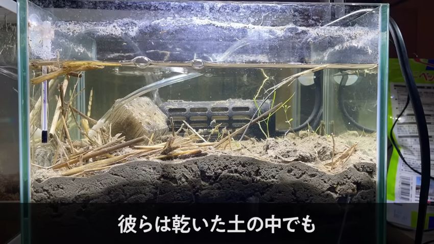 投稿者が飼育している田んぼの土