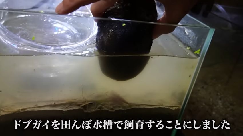 田んぼの土でドブガイを飼育