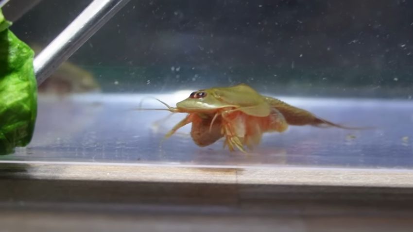 ナマズ用のエサを食べるカブトエビ